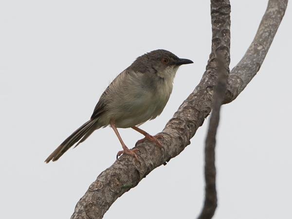 <h3><a href="/trips/srilanka/biota/animalia/chordata/aves/040 passeriformes/088 cisticolidae/prinia hodgsonii/prinia hodgsonii-nl.html">Prinia&nbsp;hodgsonii</a> / Grey‑breasted&nbsp;prinia / Grijsborstprinia</h3>NIKON D500 met AF-S Nikkor 80-400mm f/4.5-5.6G ED VR, 1/1000 sec  bij F7.1, ISO 400, afstand 10.0&nbsp;m